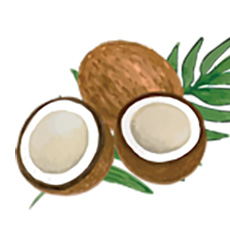 中鎖脂肪酸(MCT)